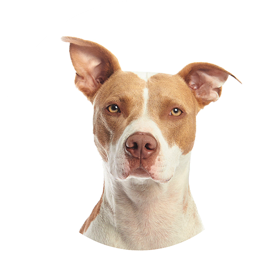 vitoria.ecovitaorganicos.com.br